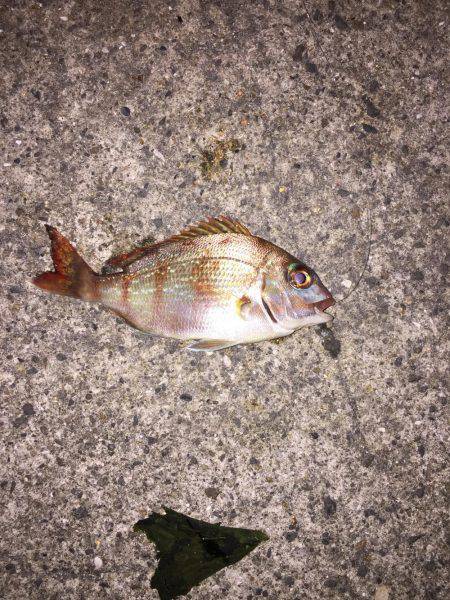 久しぶりの人工島