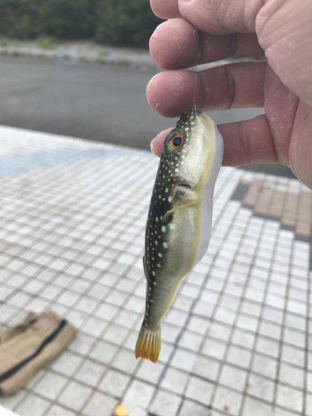 長門市仙崎人工島フカセ釣り！