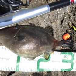 見島 沖磯フカセ釣り