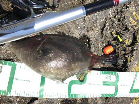 見島 沖磯フカセ釣り