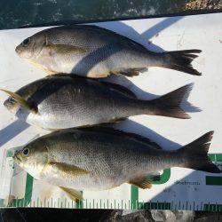 沖ノ島磯フカセ釣り