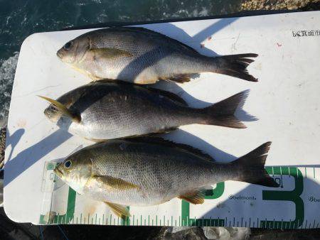 沖ノ島磯フカセ釣り