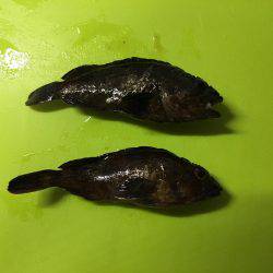 大川漁港付近 メバル