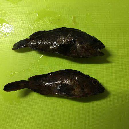 大川漁港付近 メバル