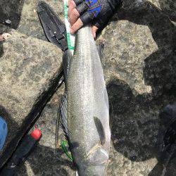 宿毛市沖ノ島 磯フカセ