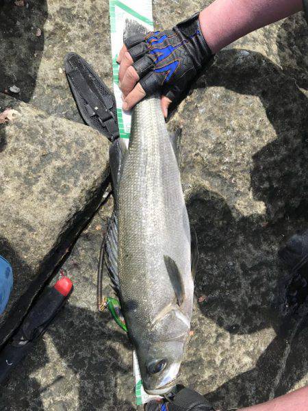 宿毛市沖ノ島 磯フカセ