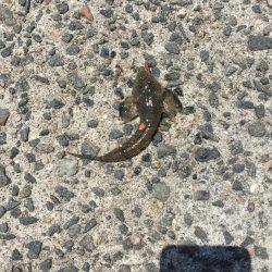 淡路島釣り合宿