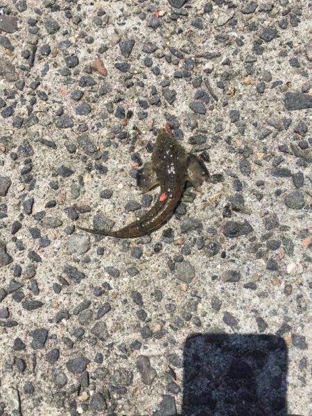 淡路島釣り合宿