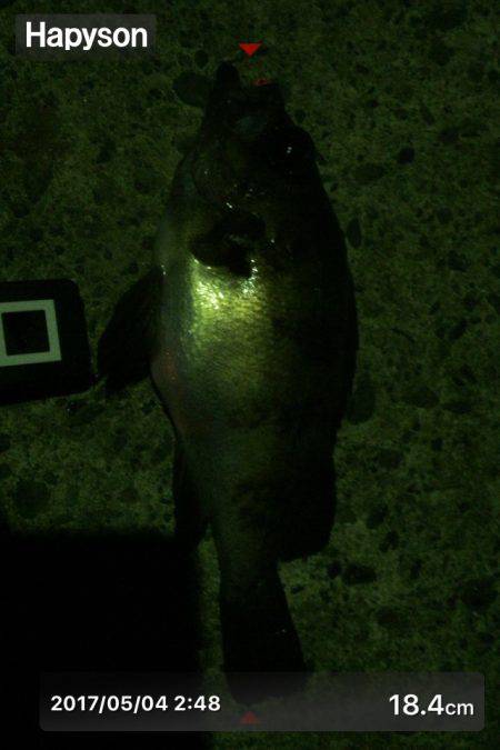 フィッシュホルダーハピソン