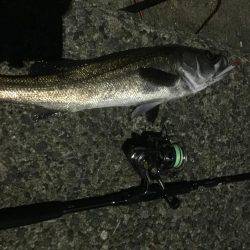 久々の鱸クラス