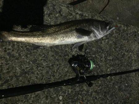 久々の鱸クラス