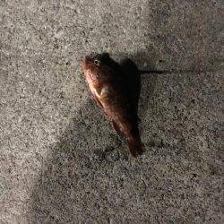 メバリングタックルでシーバス