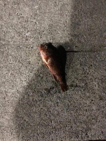 メバリングタックルでシーバス