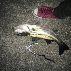 シーバスとボラ