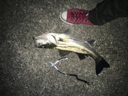 シーバスとボラ