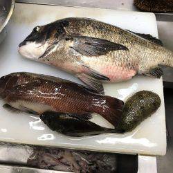 波止フカセでランガン