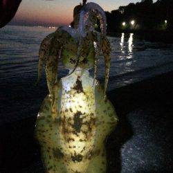 初春イカ。初キロアップ。