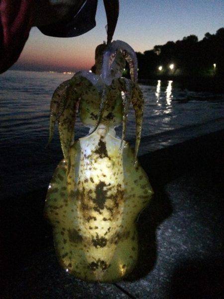 初春イカ。初キロアップ。