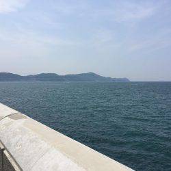 連日コウイカ狙いのはずが…