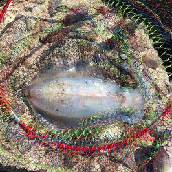 単身赴任釣行記