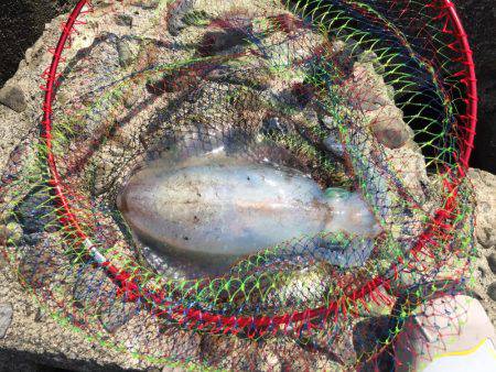 単身赴任釣行記