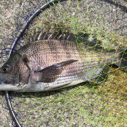 エビ撒き釣り！