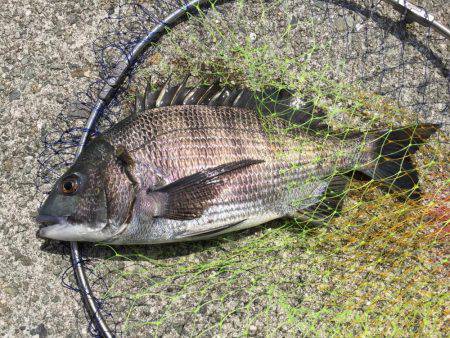 エビ撒き釣り！
