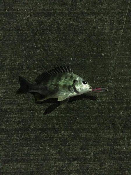 シーバスのつもりが…