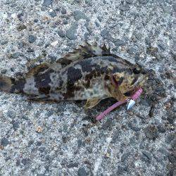 タケノコメバル連発