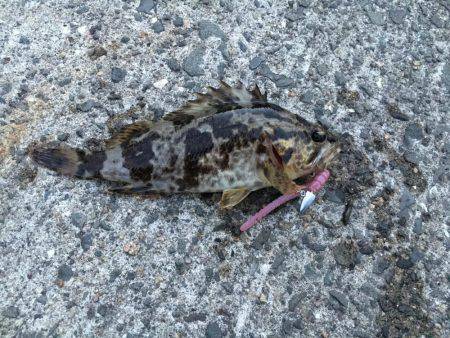 タケノコメバル連発