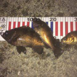 連夜のメバリング