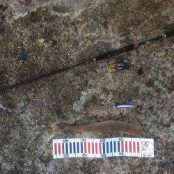 洲本から土生ランガン