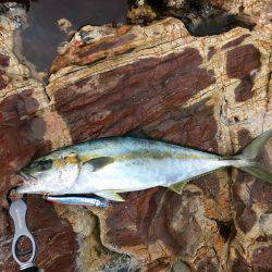 ヒラマサトップ