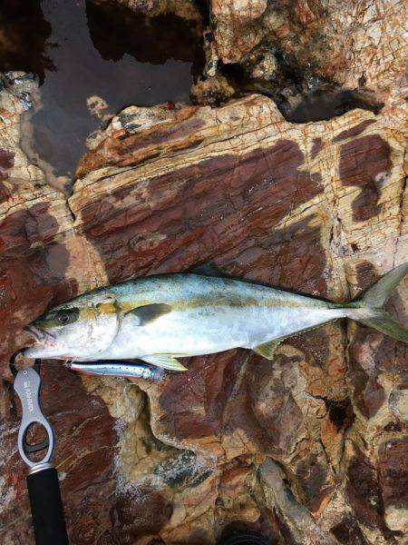 ヒラマサトップ