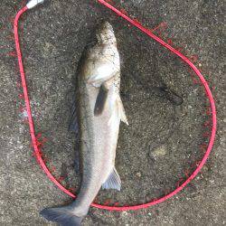 連日爆釣シーバス