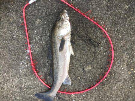 連日爆釣シーバス