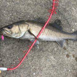 息子とシーバス