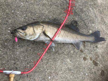 息子とシーバス