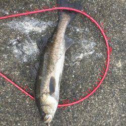 シーバス激ジブ