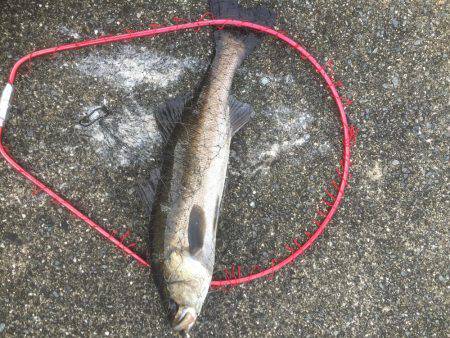 シーバス激ジブ