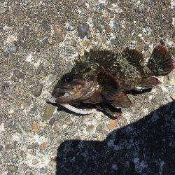 デイライトゲーム