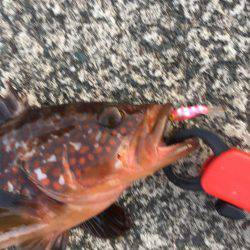 デイメバリングでラッキーな外道