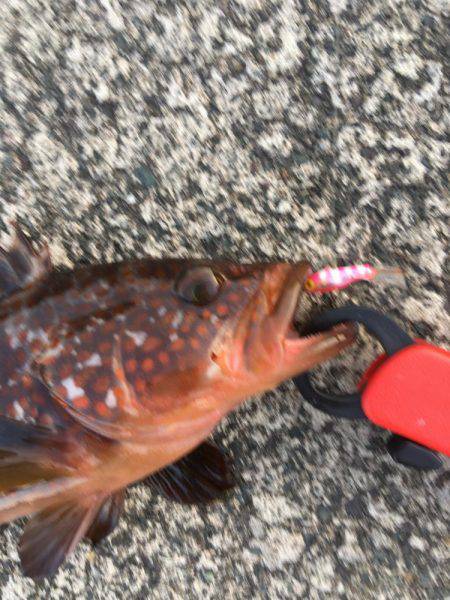 デイメバリングでラッキーな外道