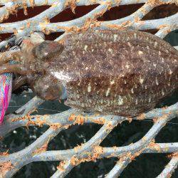 やっとエギング開幕 アオリじゃないけど