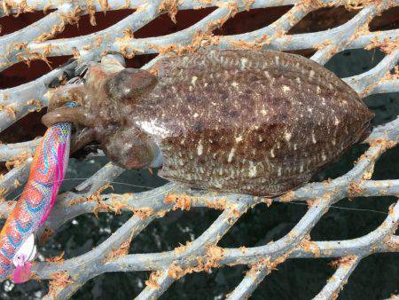 やっとエギング開幕 アオリじゃないけど