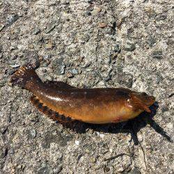 アブ新はどこ？