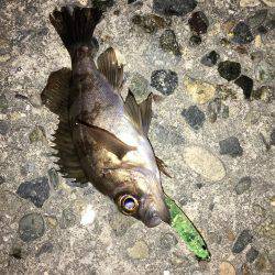 チビしか釣れない^^;