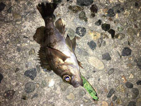 チビしか釣れない^^;