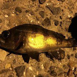 趣向を変えて‥