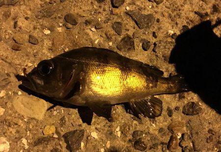 趣向を変えて‥